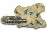 Fossil Mud Lobster (Thalassina) - Gunn Poin, Australia #307725-1